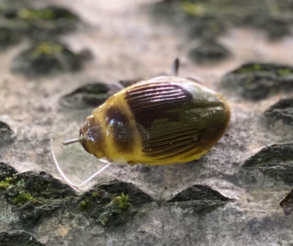 Obrázok produktu Wobler IMAGO Great Diving Beetle 4S -BN