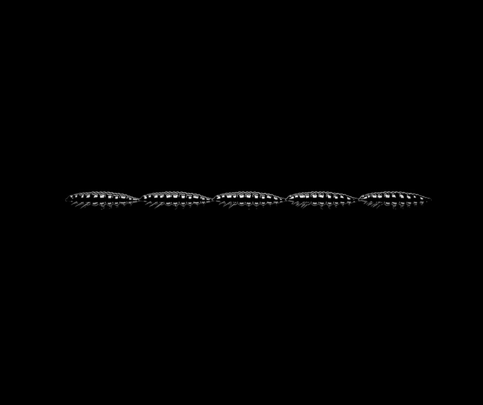 Obrázok produktu LIBRA LURES Larva Multi 5×25 – Black 040 (Krill) – 5x5ks/bal